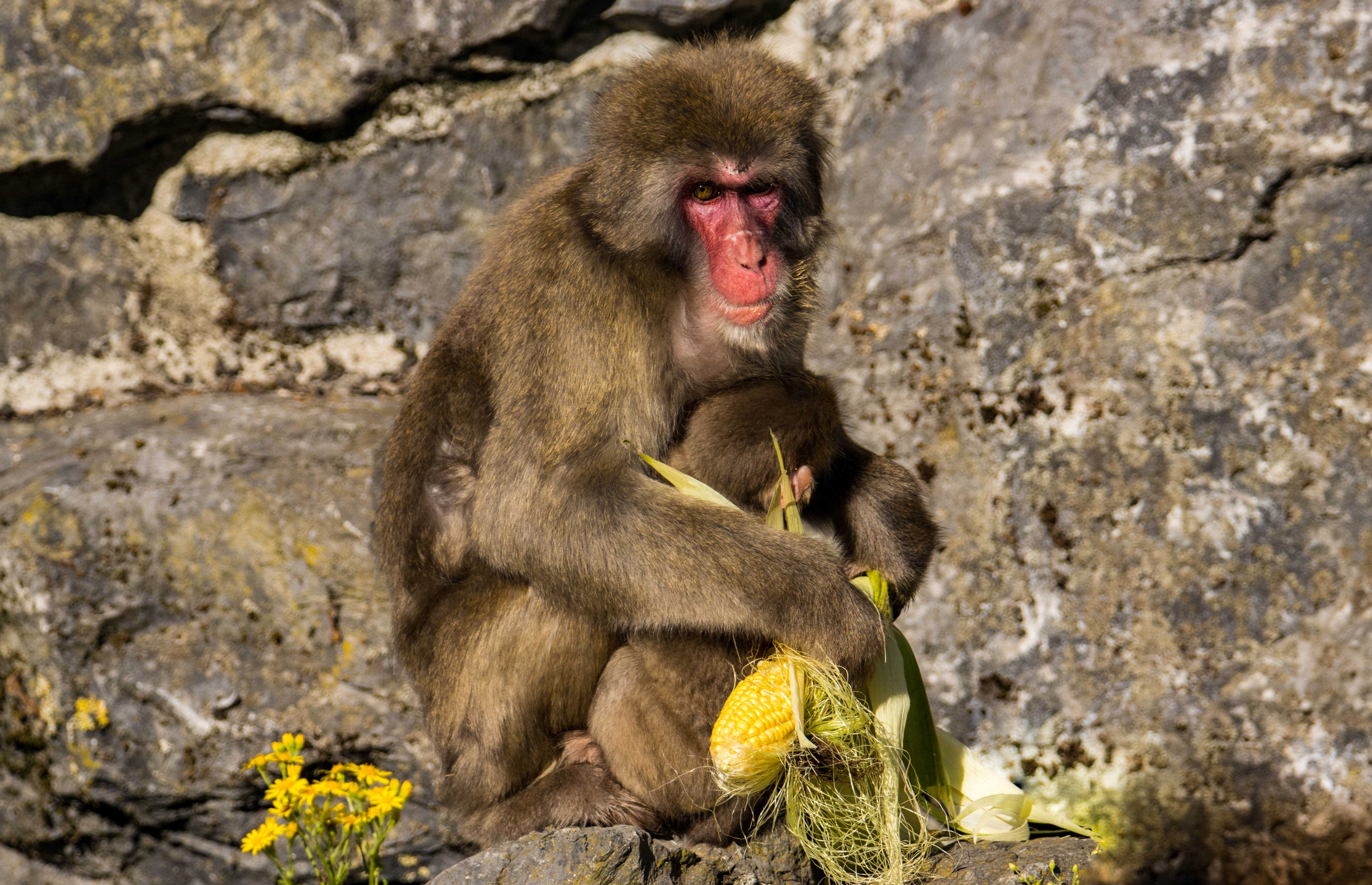 Macaque avec jeune-IMG_1361.jpg